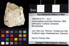 Foto (Objket + Etiketten) von Cracensigillatus acutirostris (Moericke, 1889) 